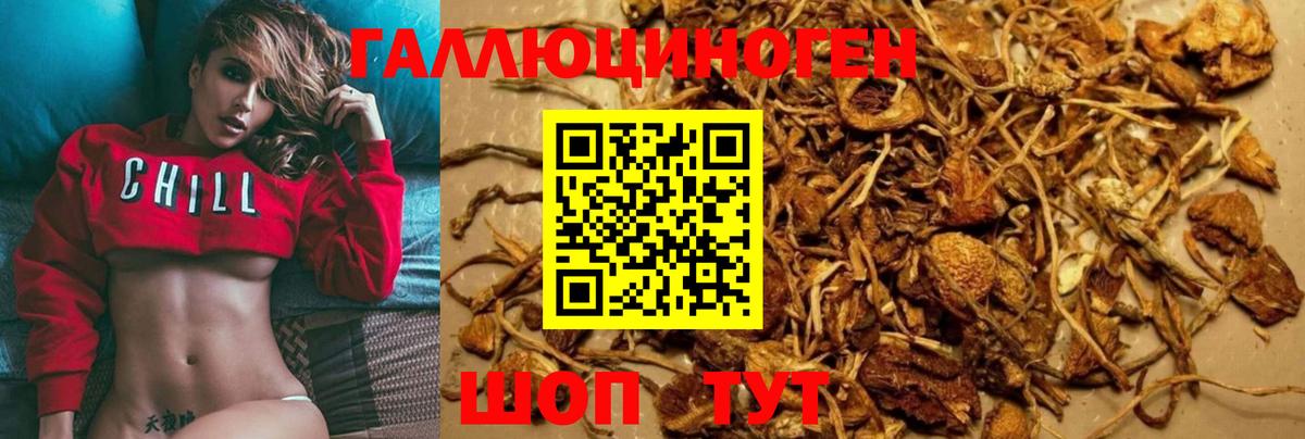 наркота  Галлюциногенные грибы Psilocybe  Вход с VPN  Россия 